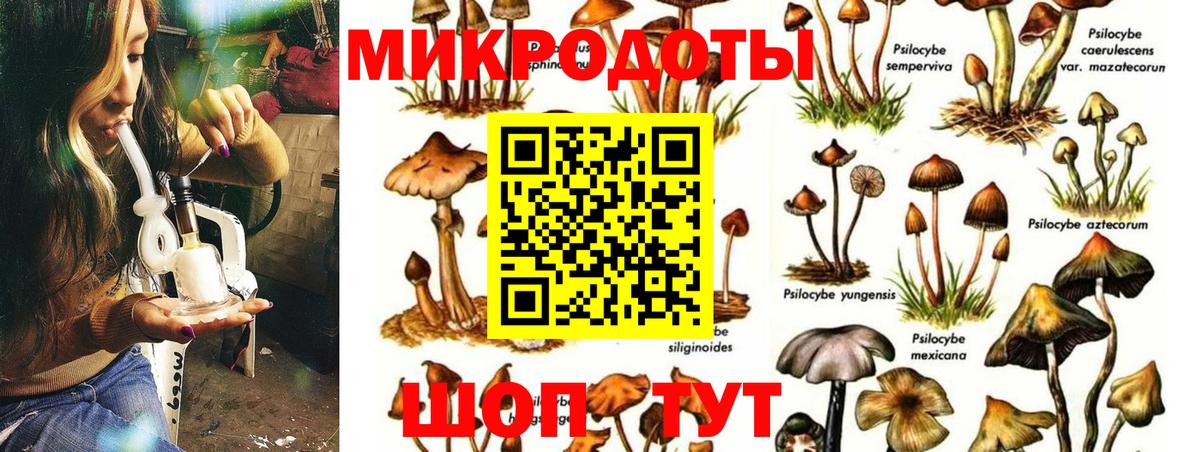 Галлюциногенные грибы Psilocybe Шали